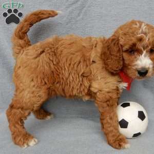 Chase, Goldendoodle Puppy